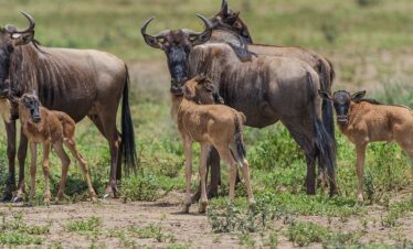 8 Day Serengeti Calving Season Safari